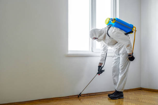 Best Flea Control Services  in St Francis, KS