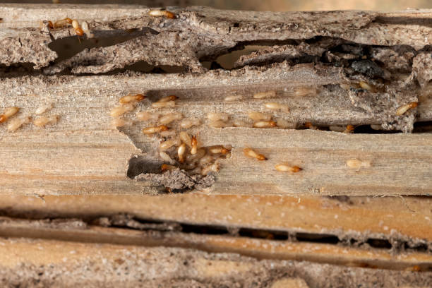 Best Pest Control for Businesses  in St Francis, KS