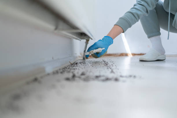 Wasp Removal Services in St Francis, KS